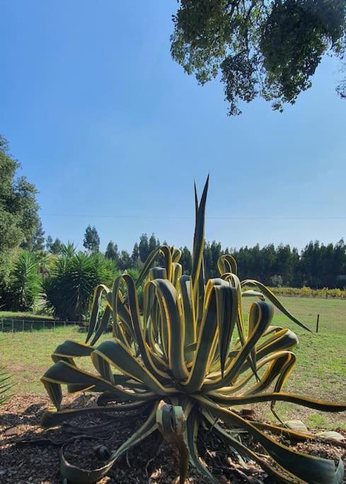 Quinta das Flores Ferreira do Zêzere Exterior foto